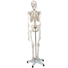 Anatomie skelet model, levensgroot